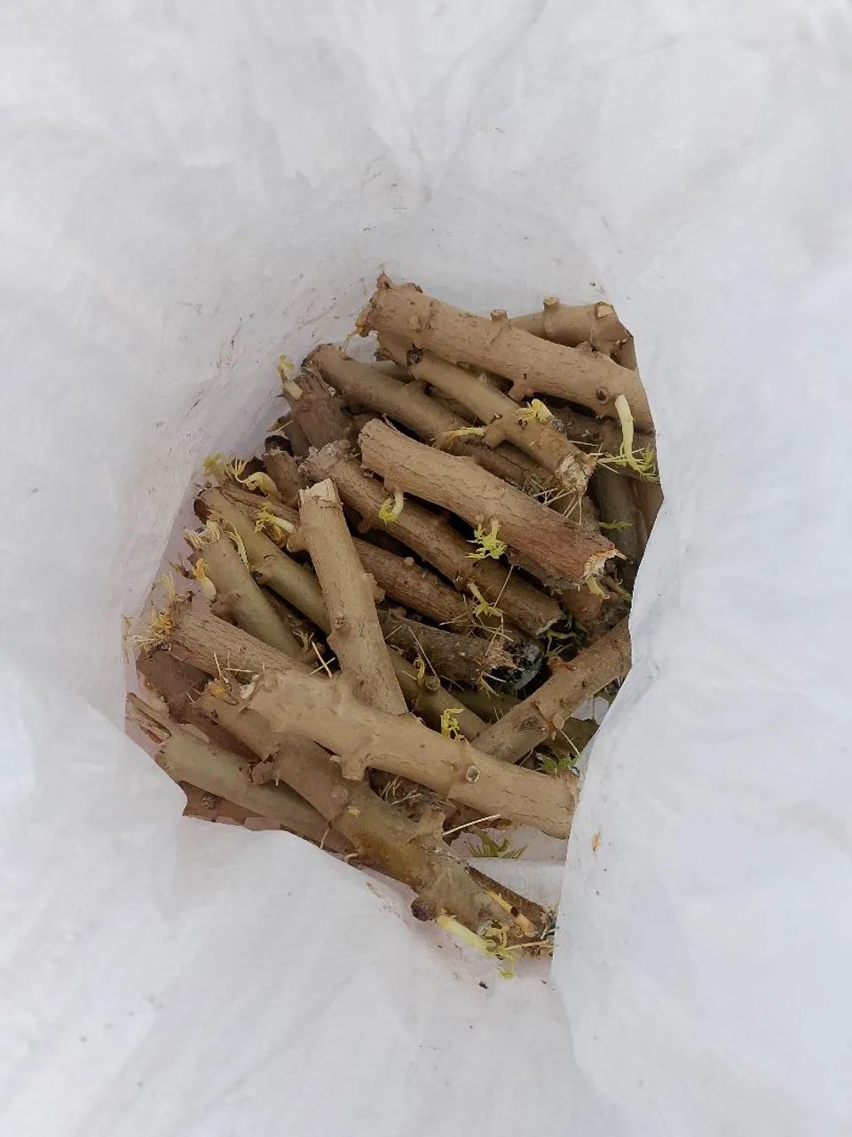 Rama de mandioca 