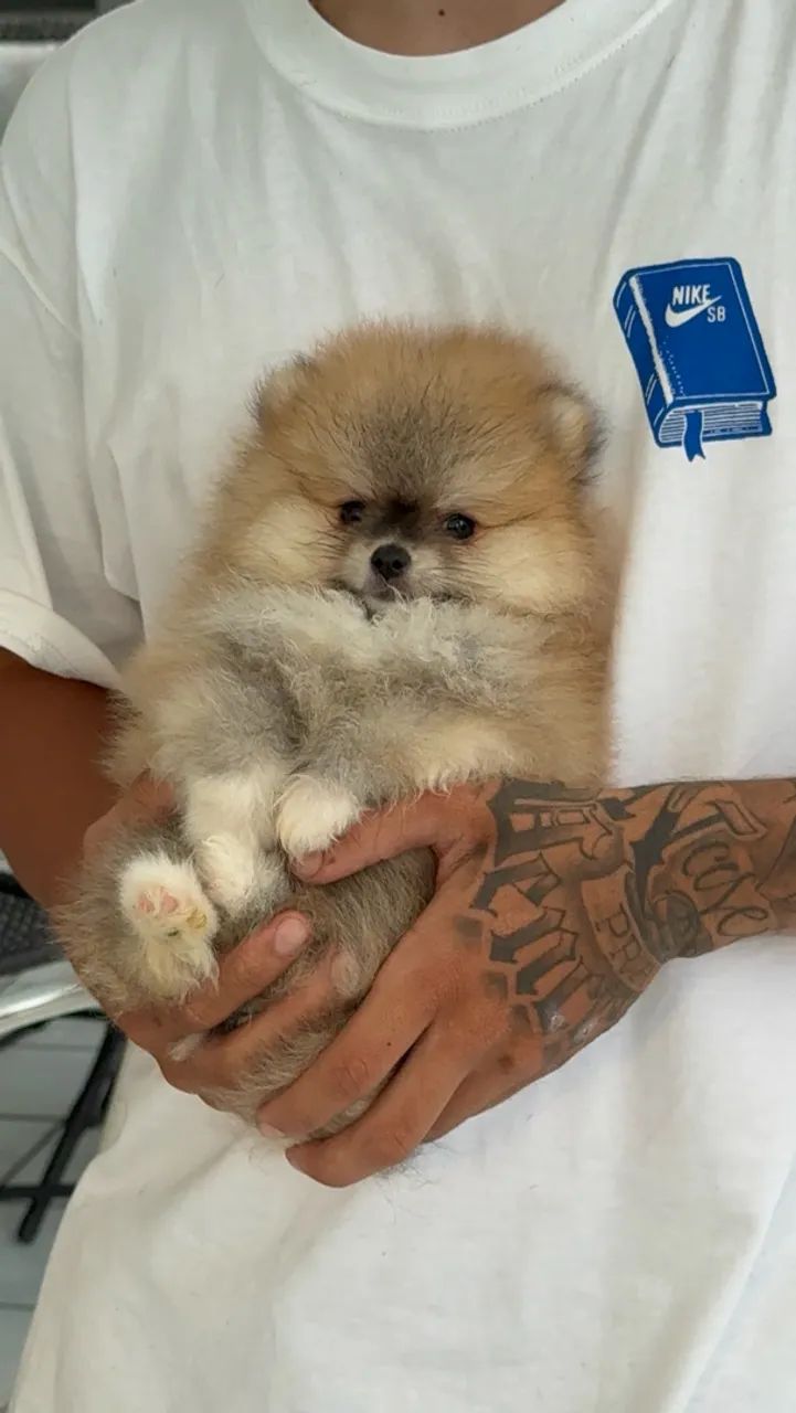 Spitz alemão Macho
