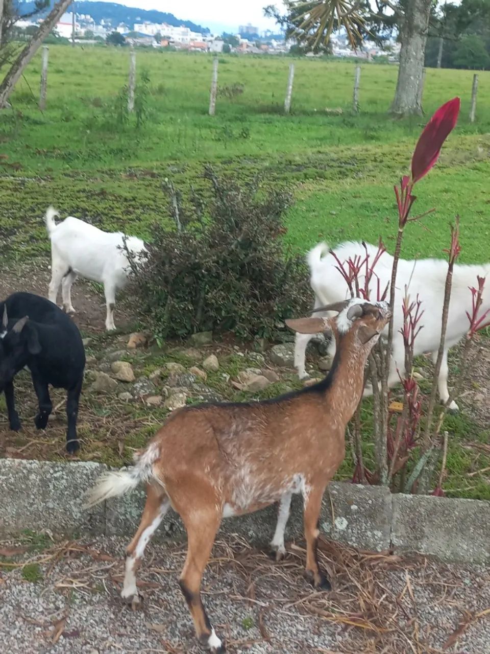 MINI CABRAS  - Foto 3