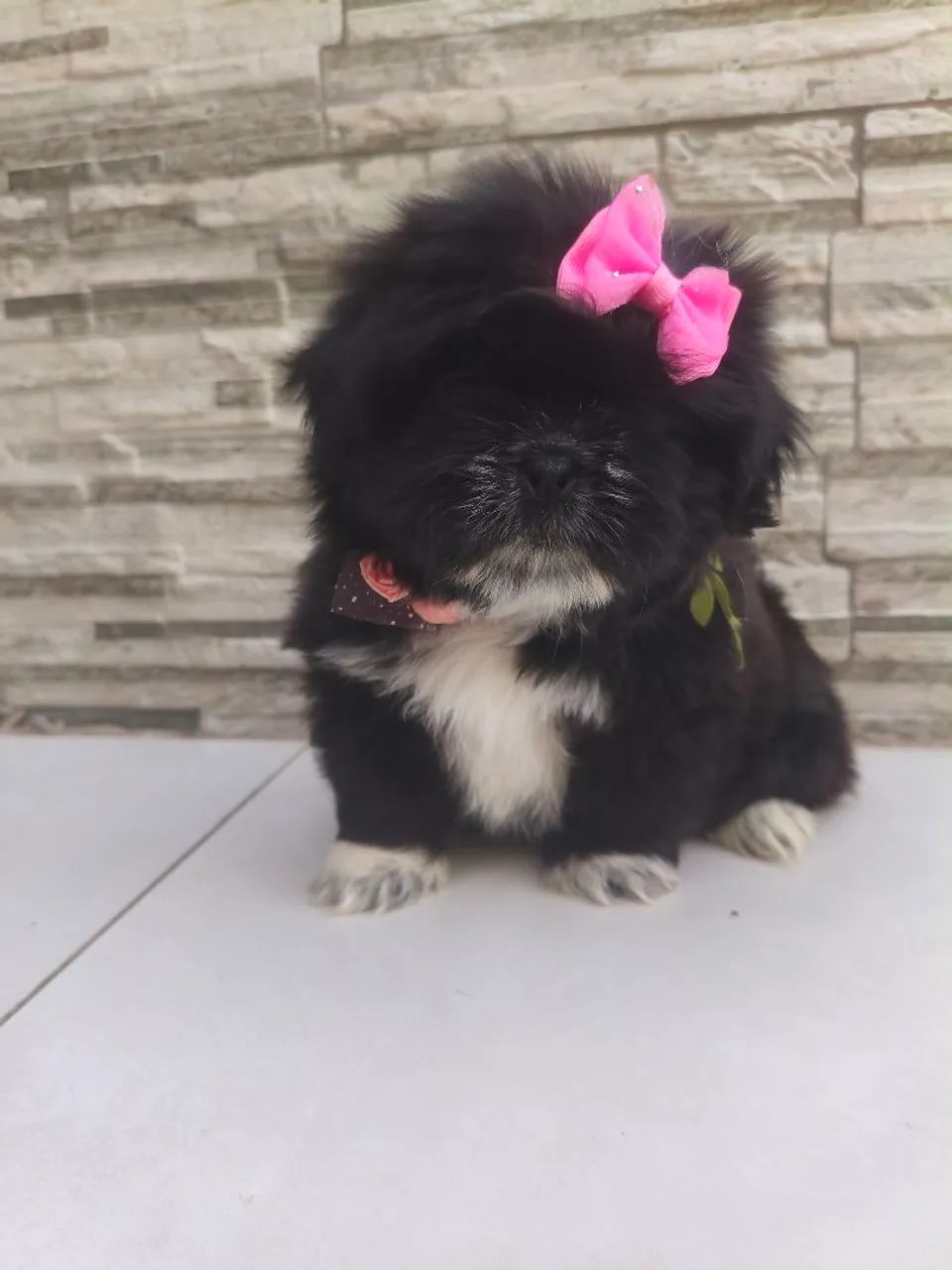 Shitzu com pedigree - Foto 4