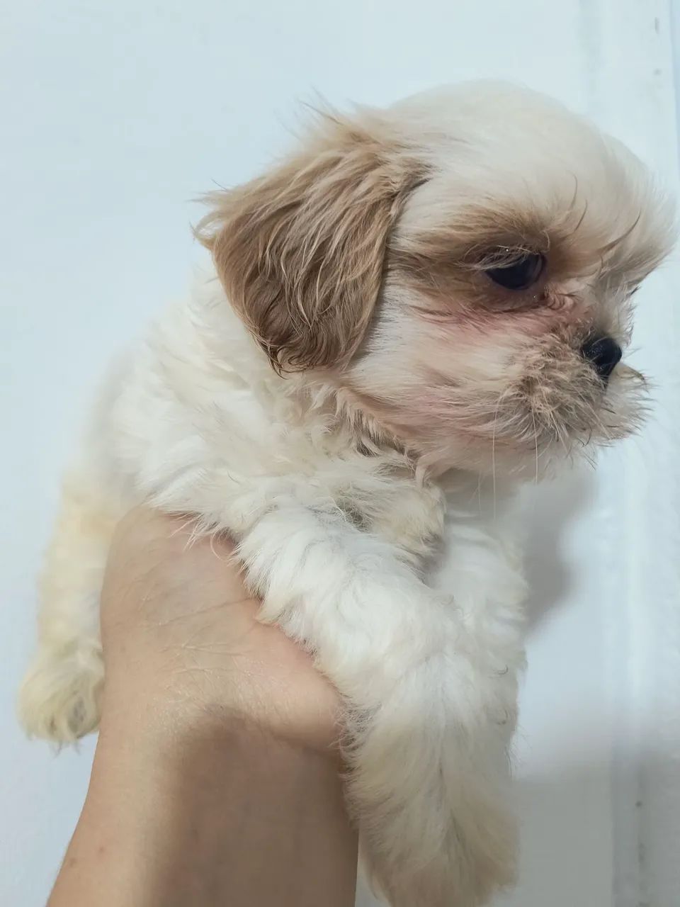 Shih-Tzu macho
