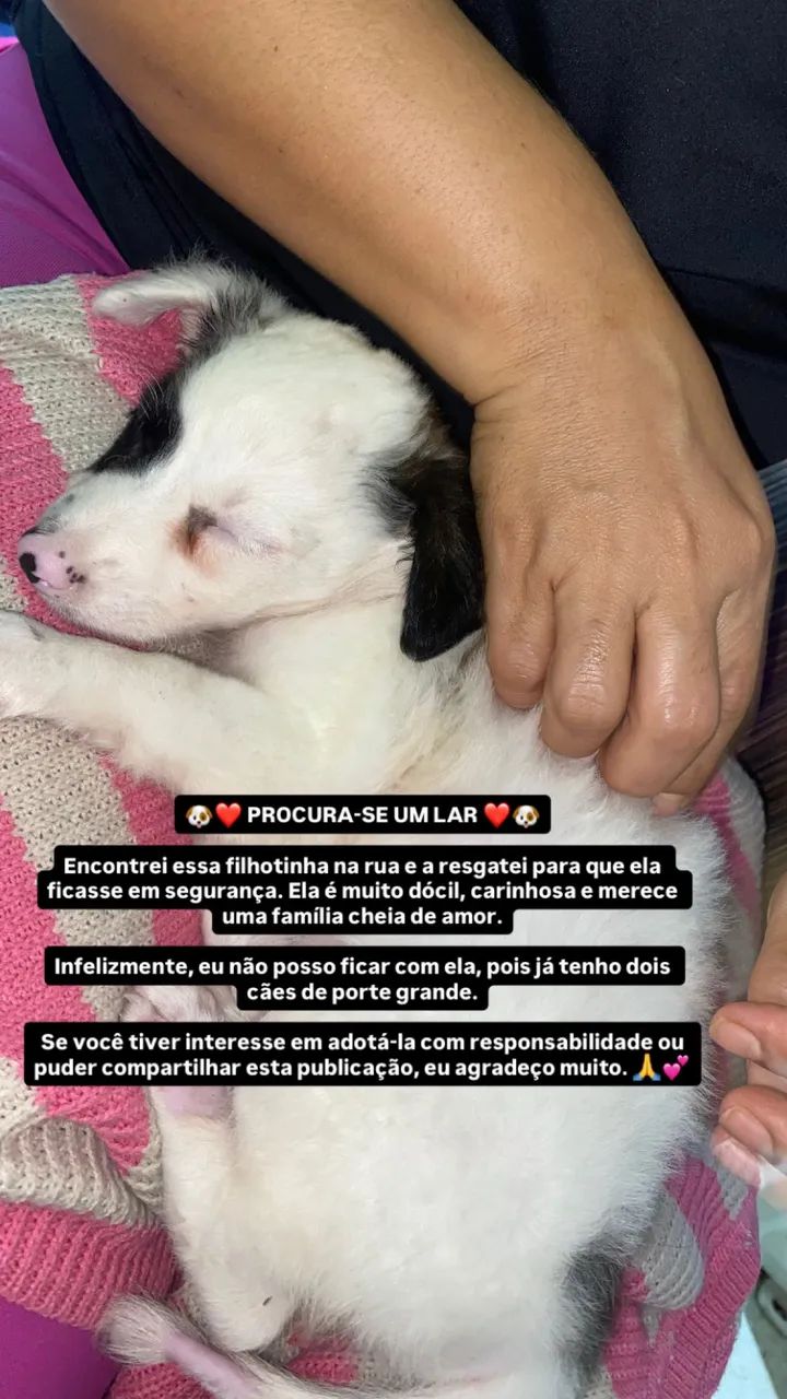 Cachorro 