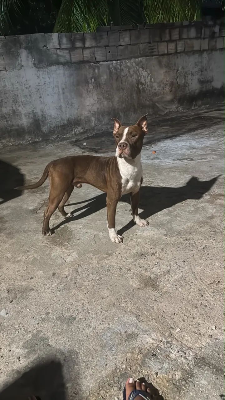 Pitbull - Foto 5