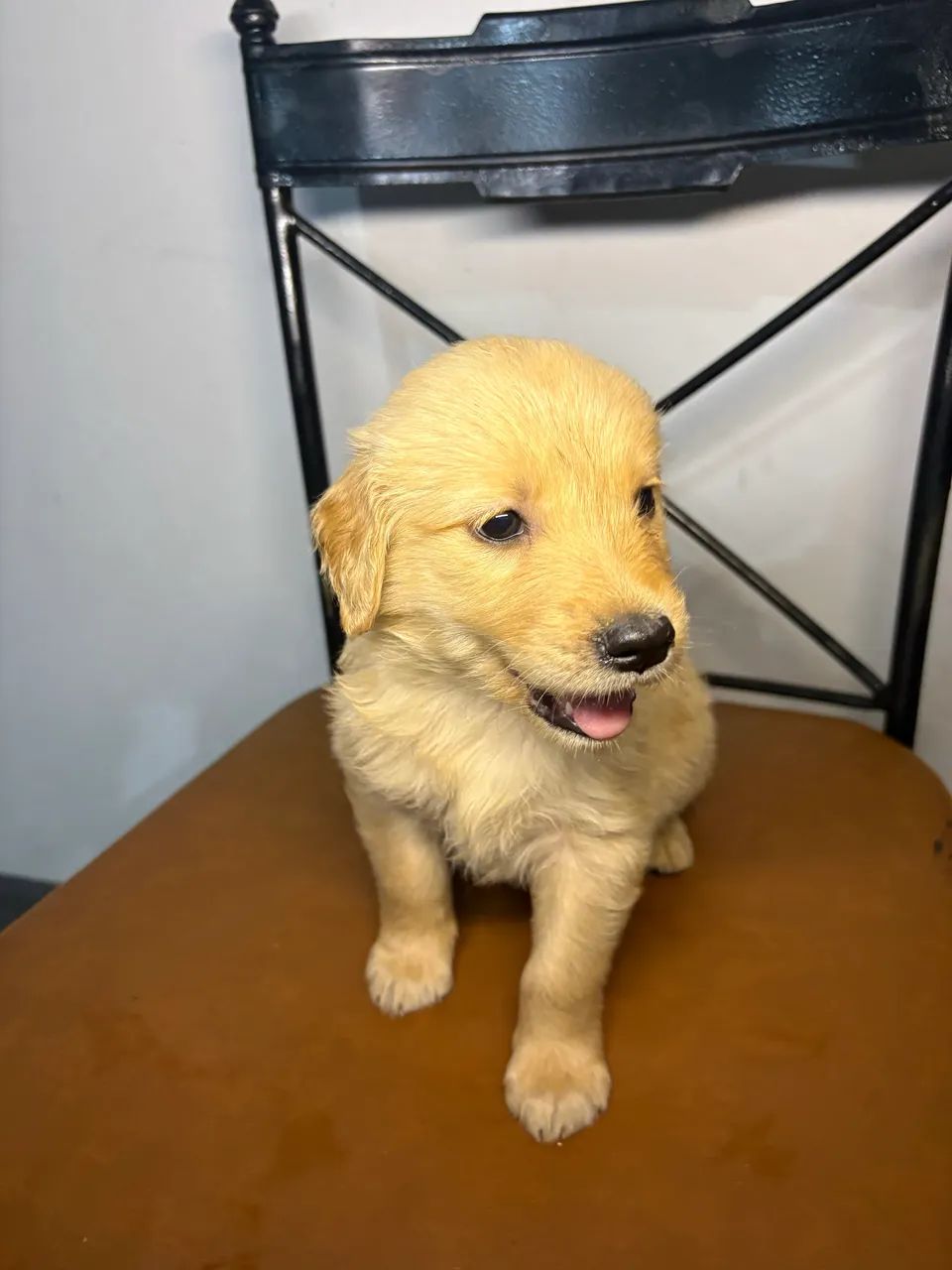 Golden Retriever  - Foto 6