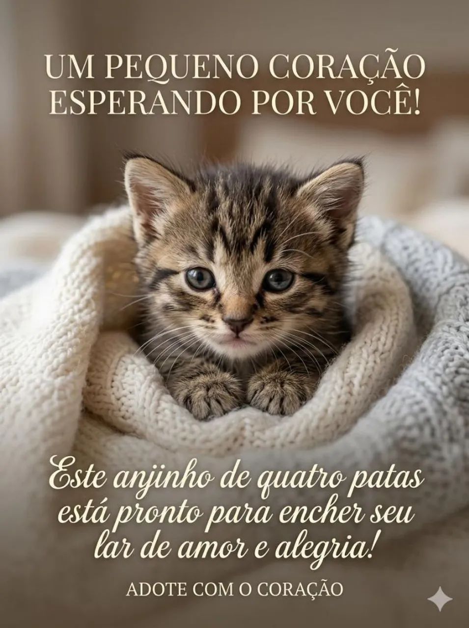 Gato - Foto 2