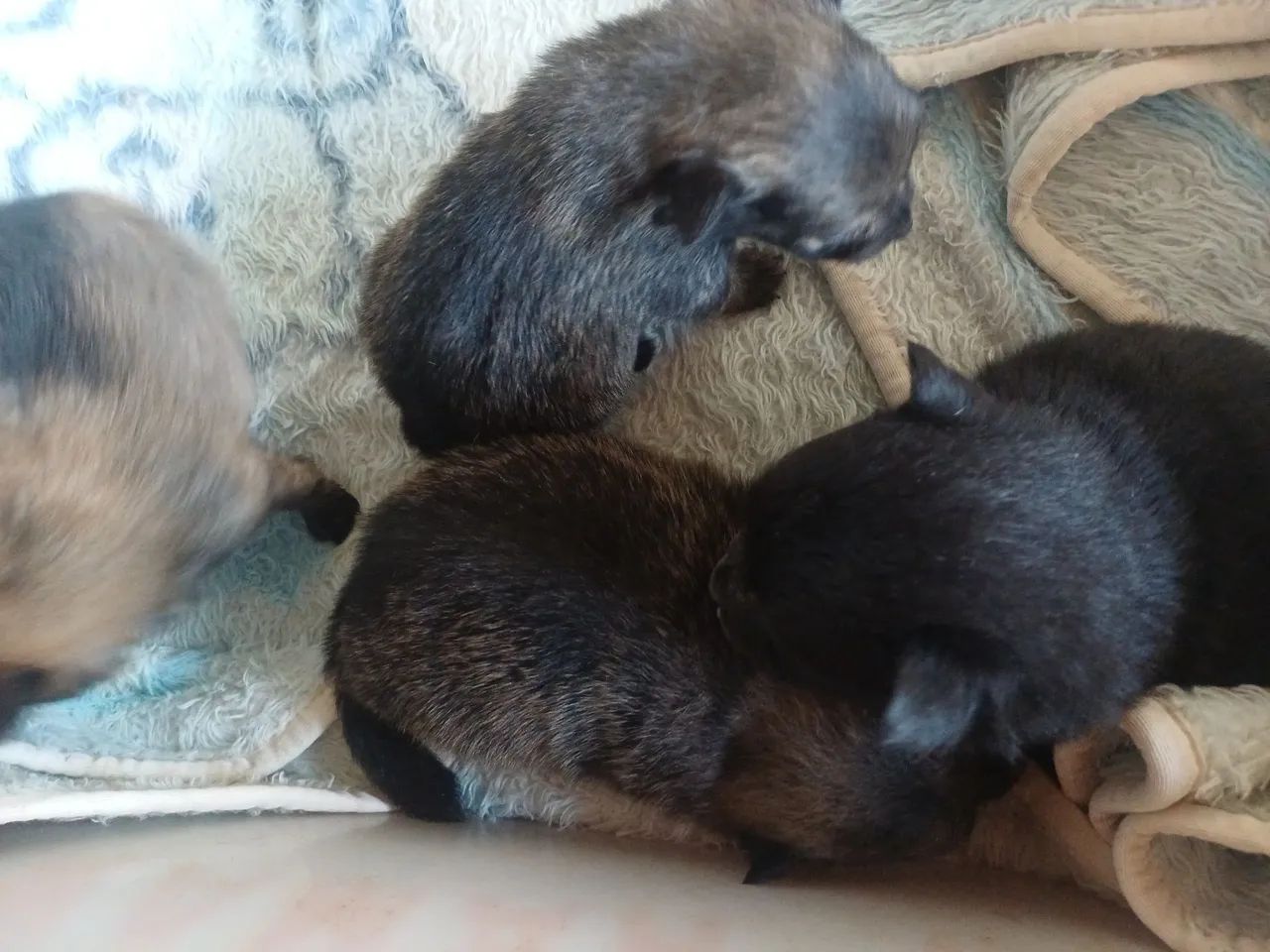 Animais de estimação  - Foto 3