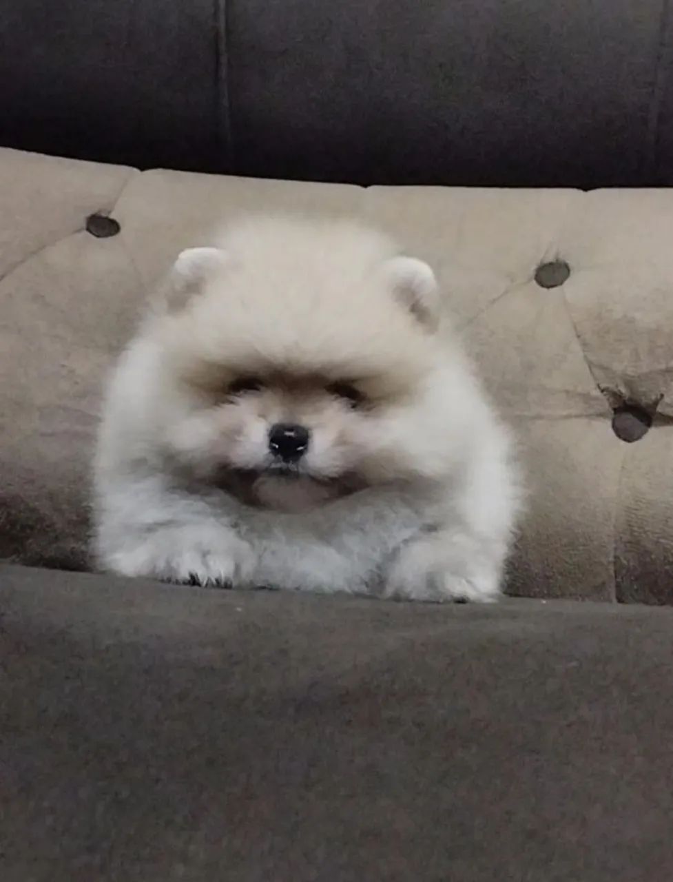 Bebê lindo de spitz - Foto 2