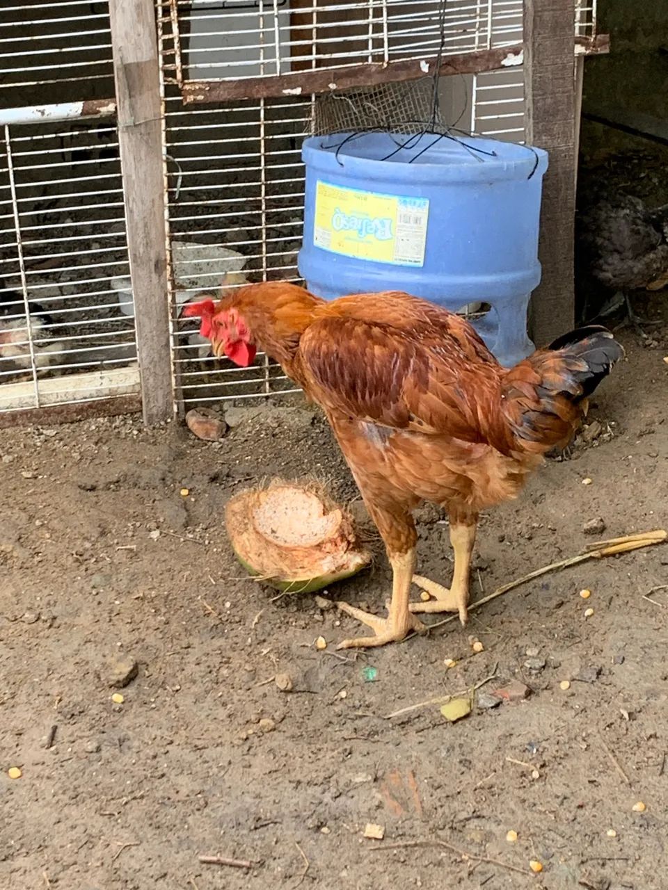 Frango lodilam galinha  - Foto 3