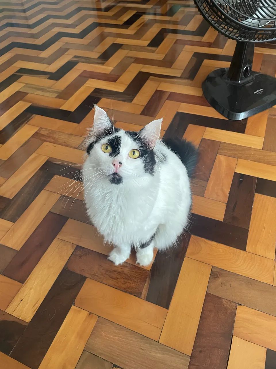 Doação Gata Ragdoll - preta e branca - Foto 3