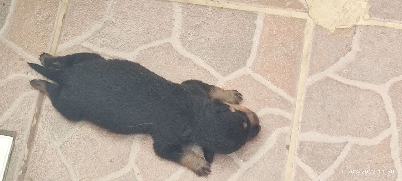 Rottweiler  - Foto 4