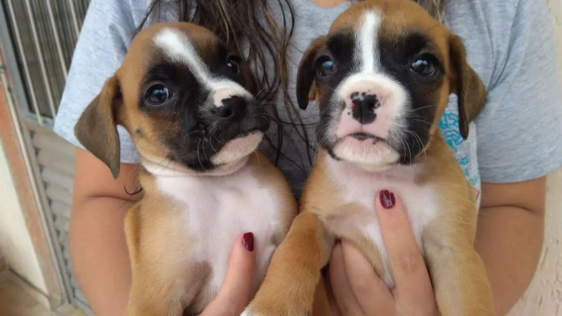 Boxer lindos filhotes  - Foto 4