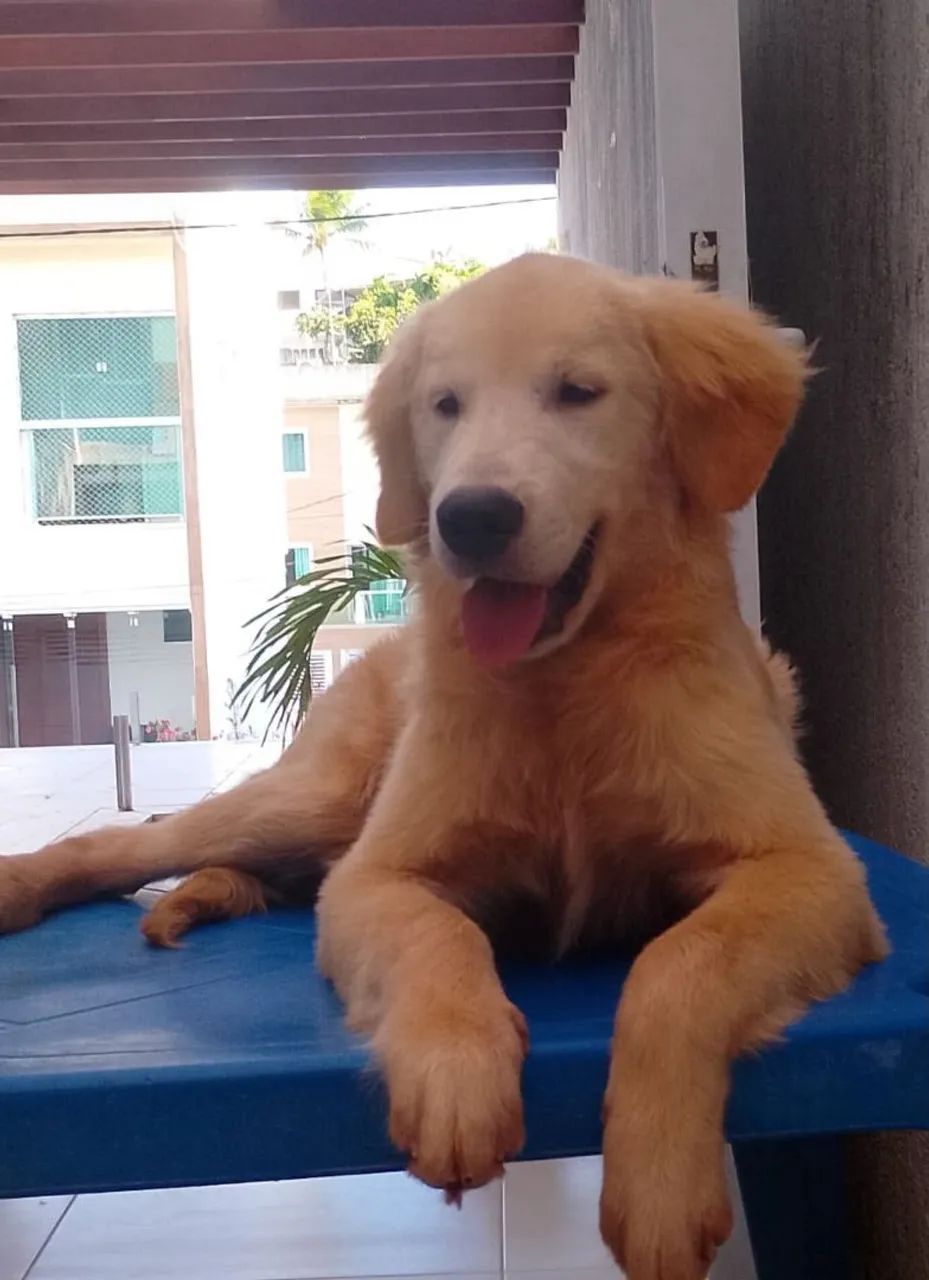 Golden retriever