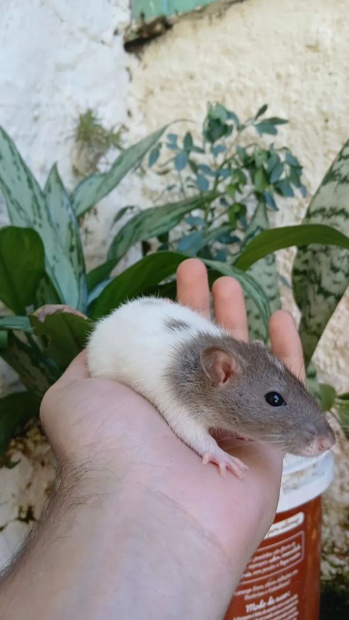 Ratos Twister  - Foto 5