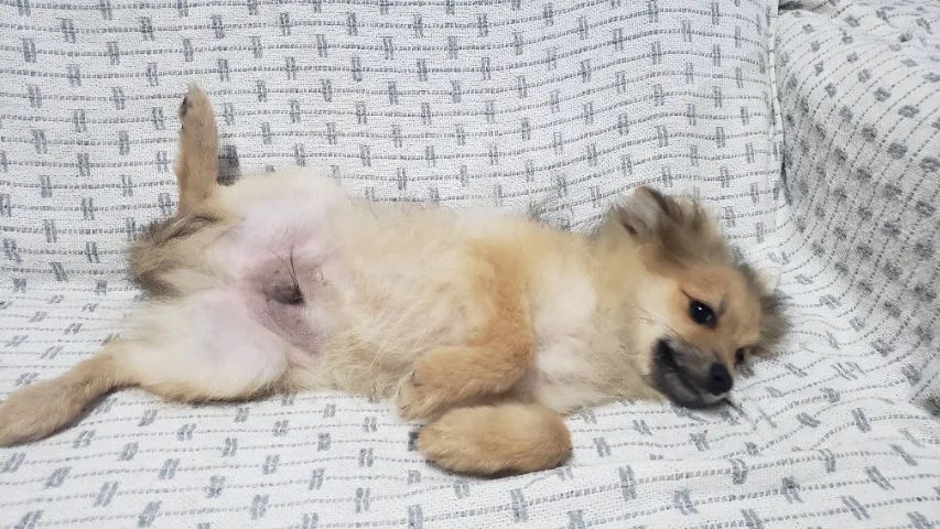 Spitz Alemão  Lulu da Pomerania Filhote Macho - Foto 3