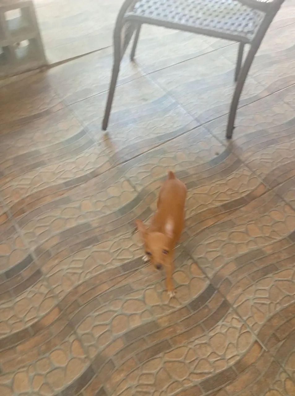 Miniatura pinscher - Foto 4
