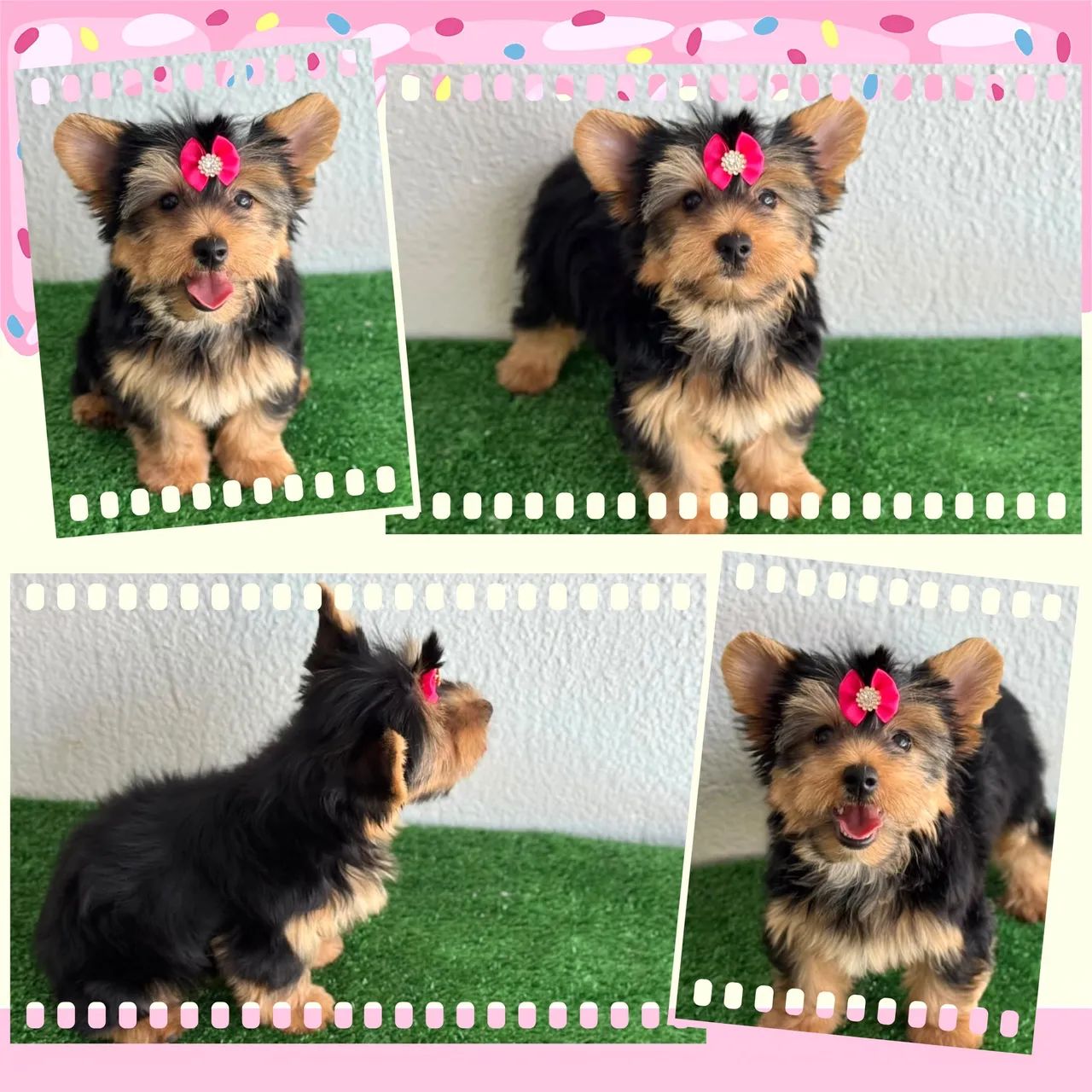 Yorkshire Feminha e machinho !!!