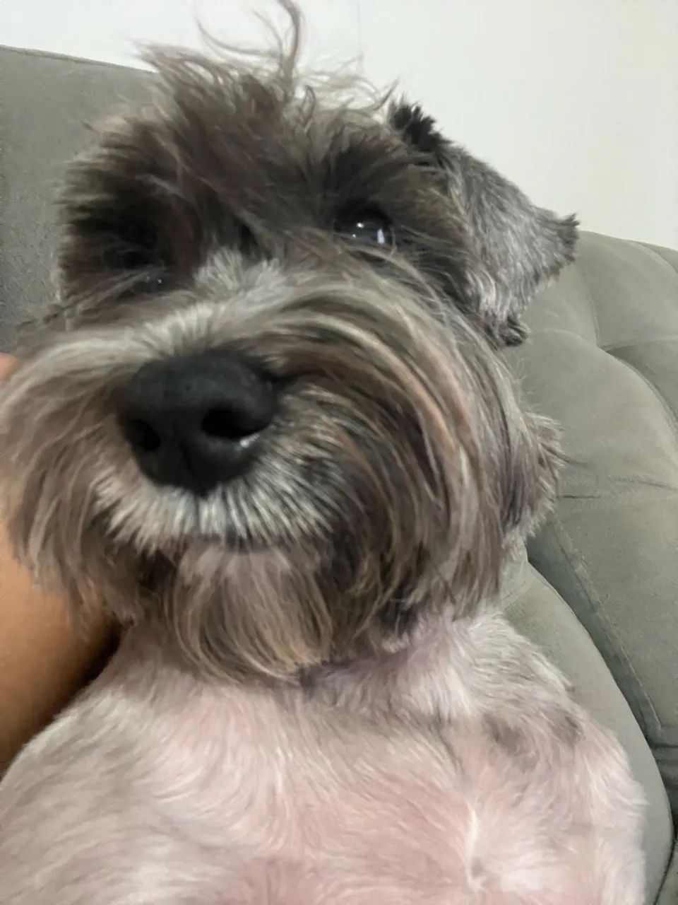 Doa-se Schnauzer