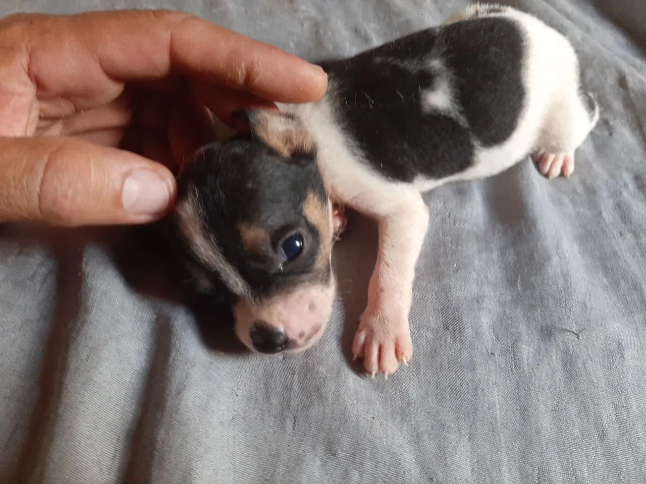 Doaçao de cachorro - Foto 2