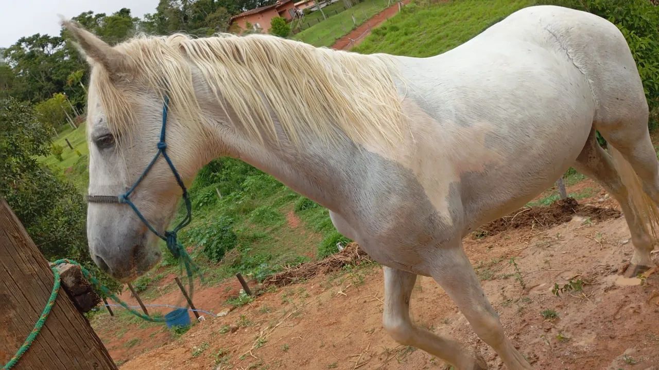 Cavalo panpa de gelo  - Foto 2