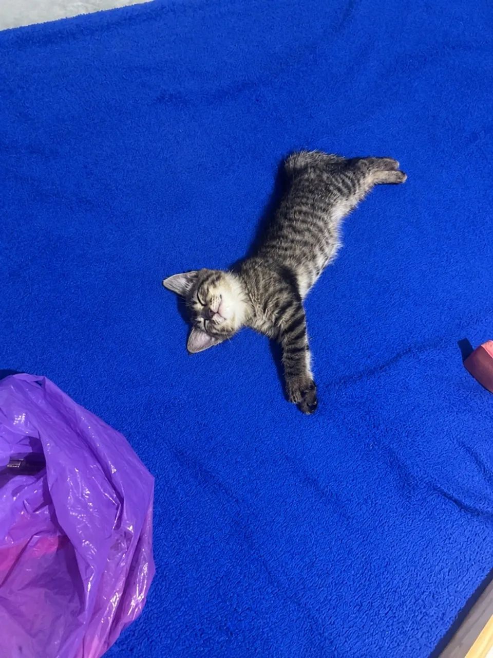 Gato para doação  - Foto 2