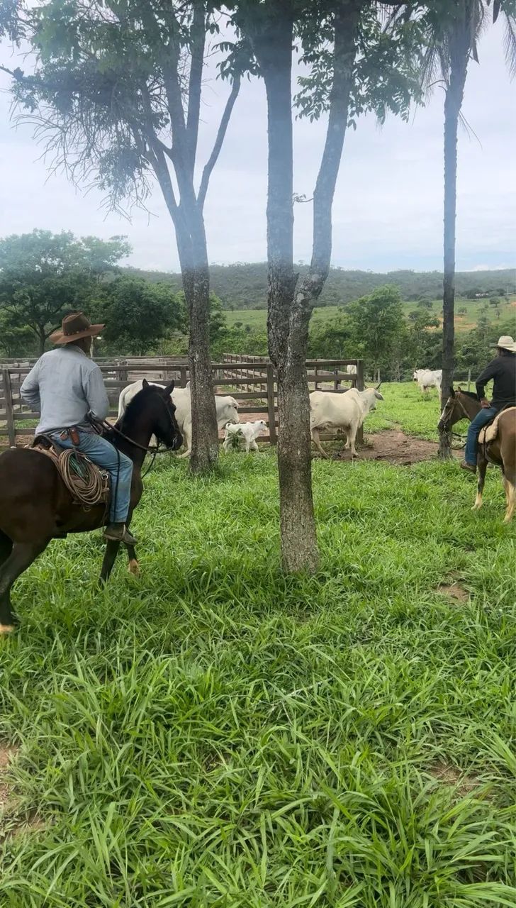 Fazenda Produtiva - Foto 3