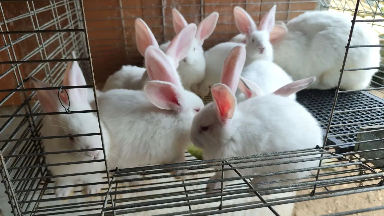 Coelhos gigante de Flandres  - Foto 2