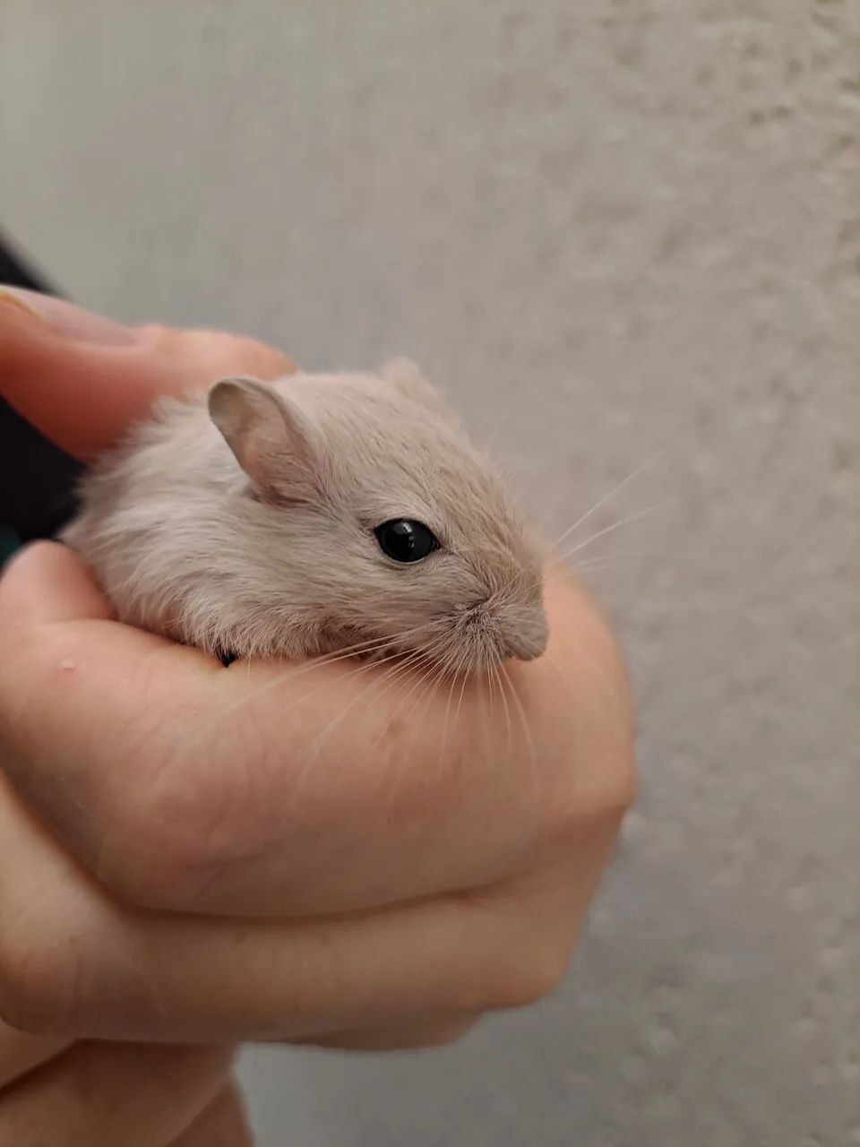Esquilo da mongolia Gerbil Dove (legitimo) - Foto 3