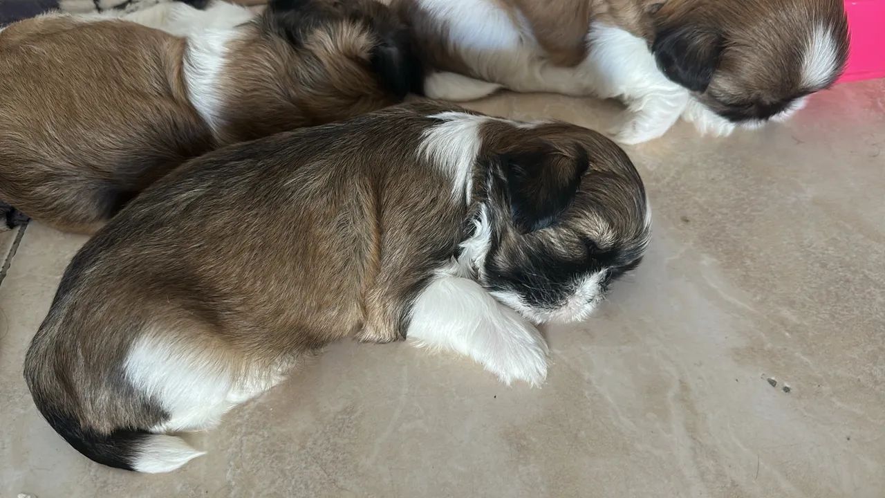 Filhote macho shih tzu - Foto 5