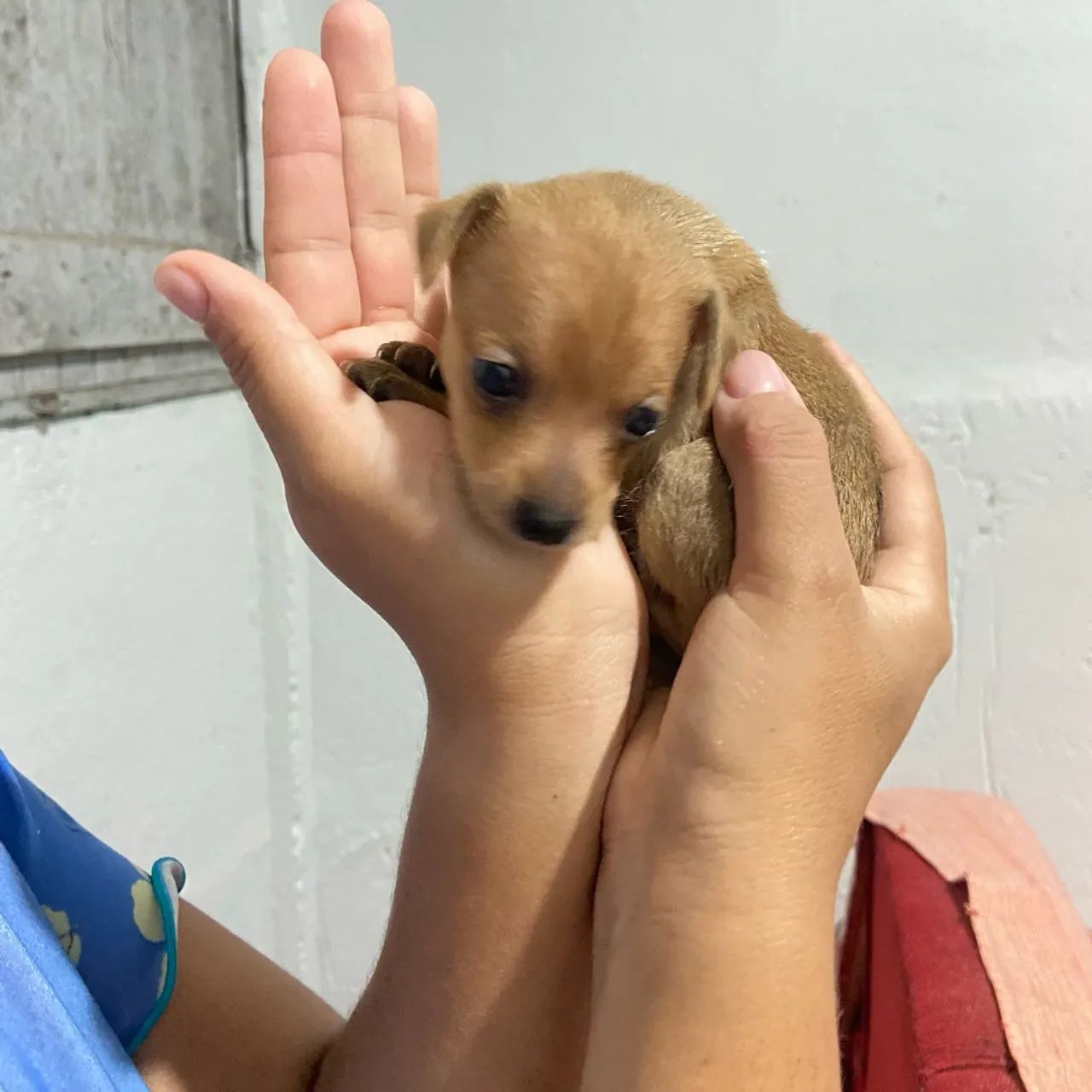 Filhotes de pinscher número 1 - Foto 2