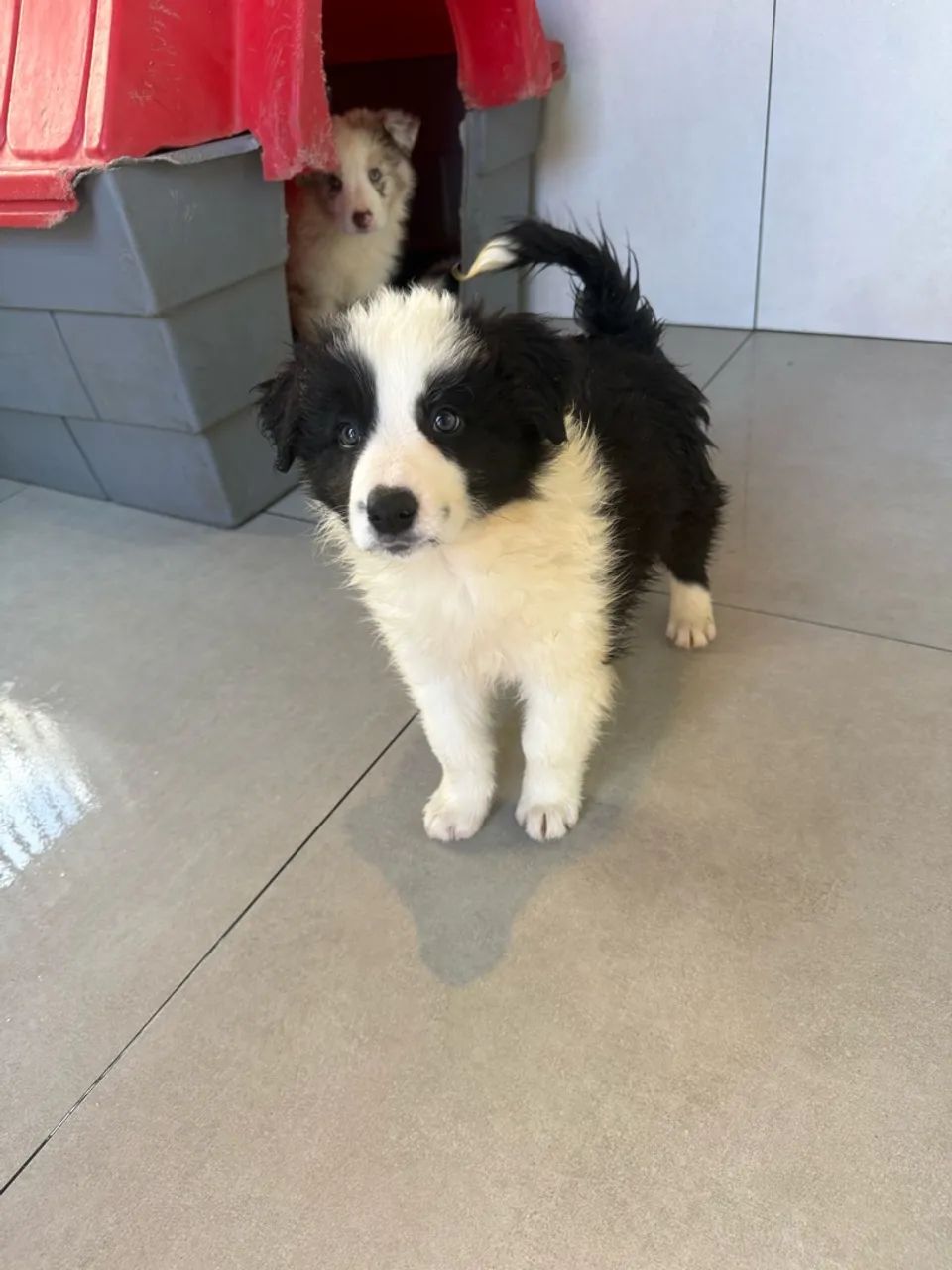 Filhotes de Border Collie - Foto 3