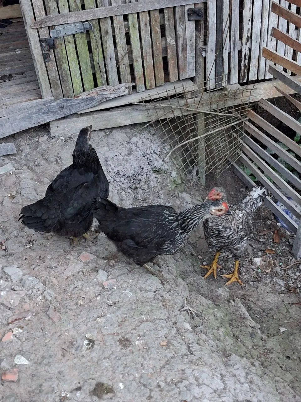 Galinhas e um frango  - Foto 2