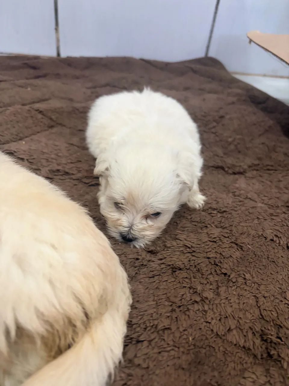 Filhotes lhasa apso  - Foto 5