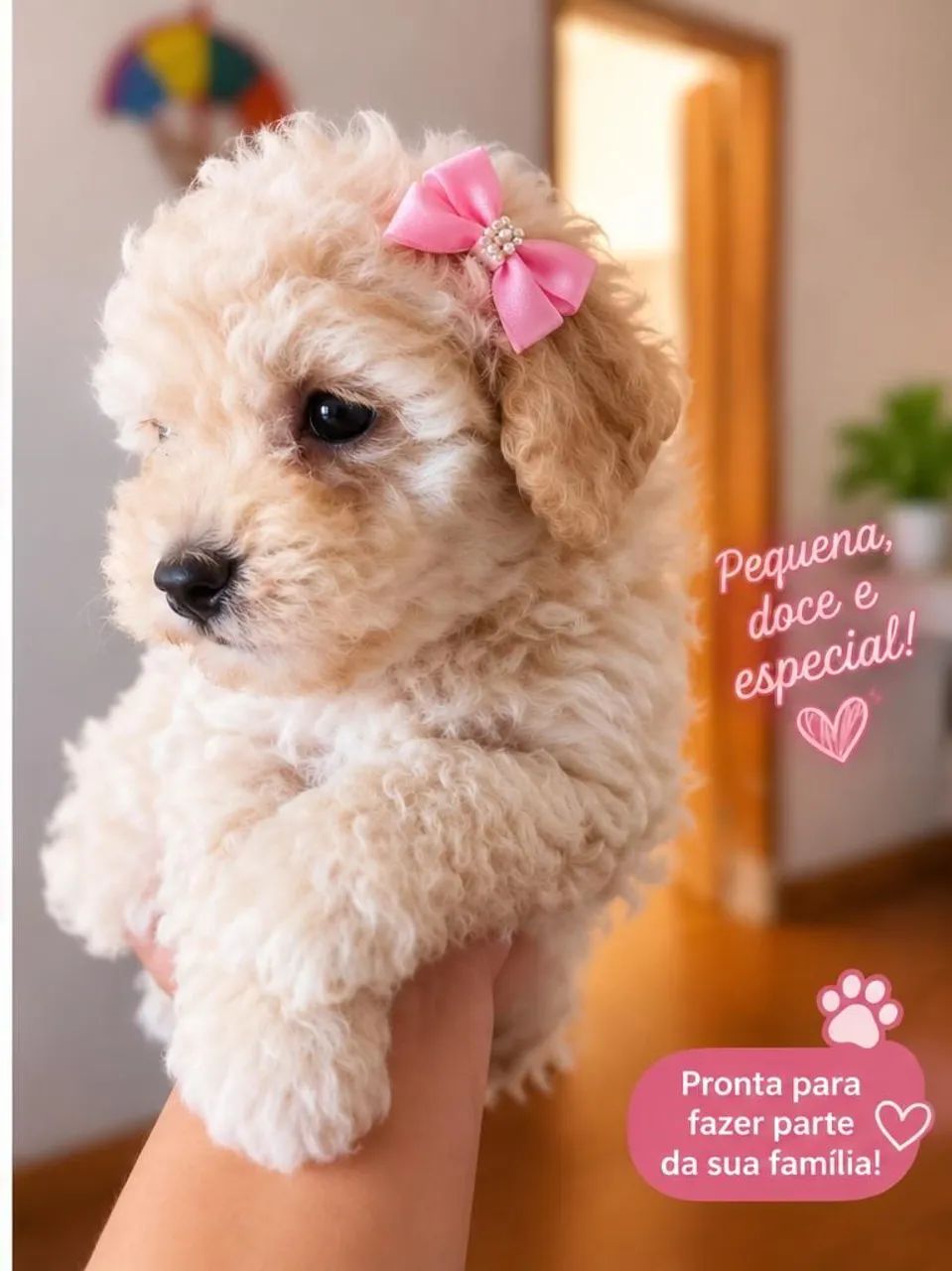 Poodle 