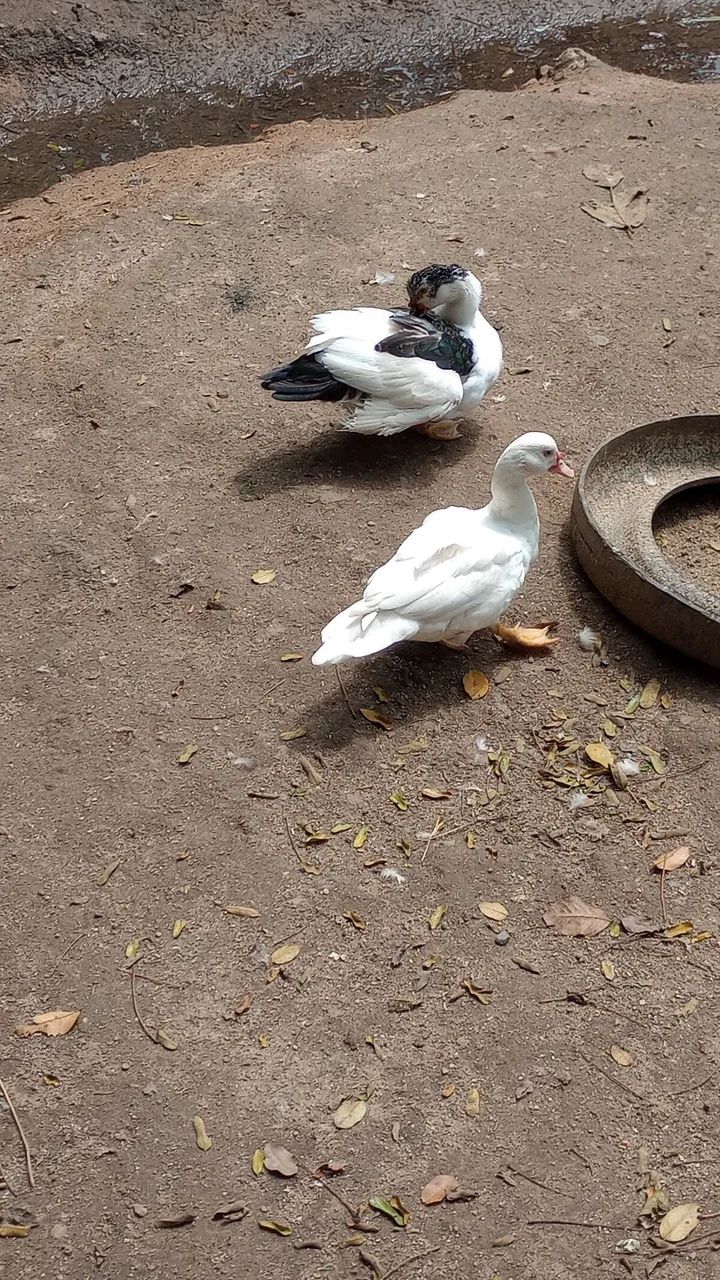 Patos  - Foto 4