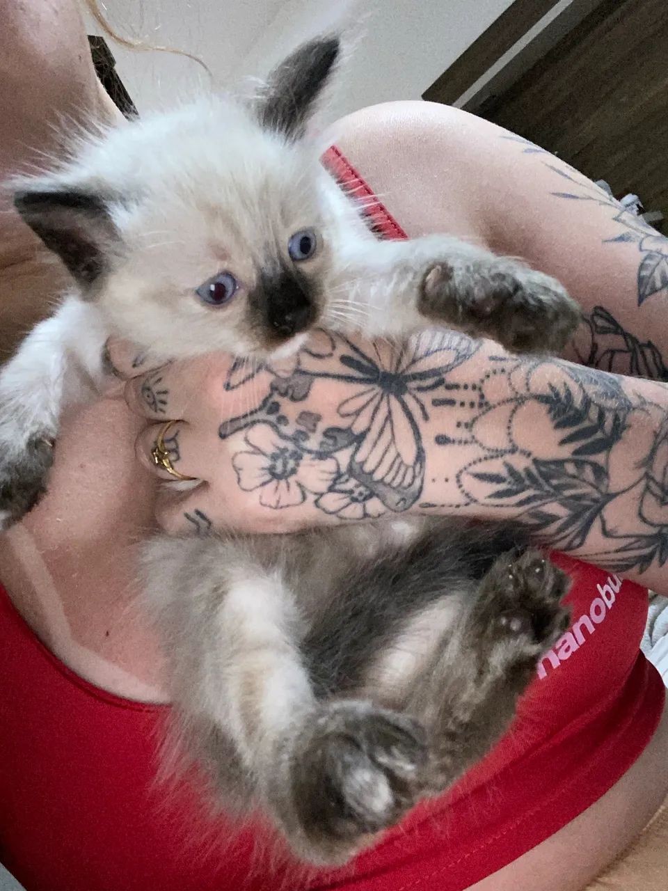 Gatinhas para adoção responsável  - Foto 5