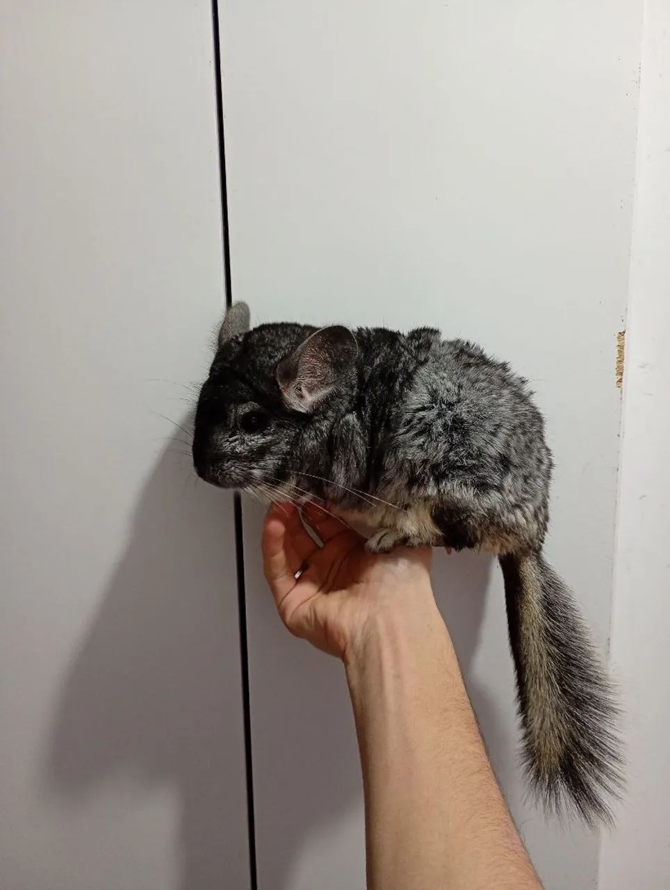Macho de chinchila super manso  - Foto 4