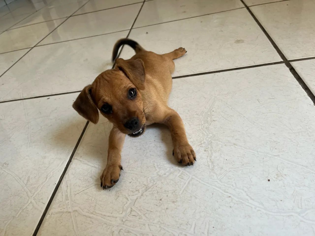 Doação responsável  - Foto 4