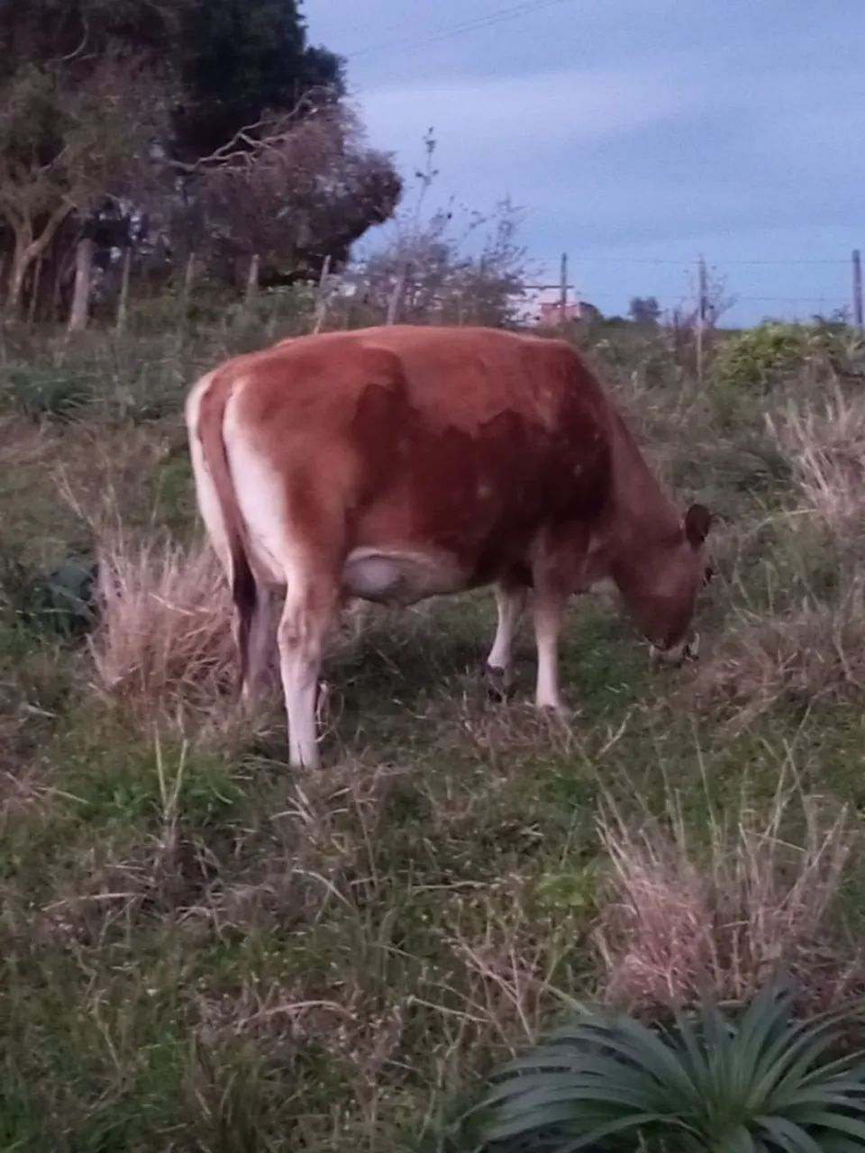 Vaca Jersey - Foto 2