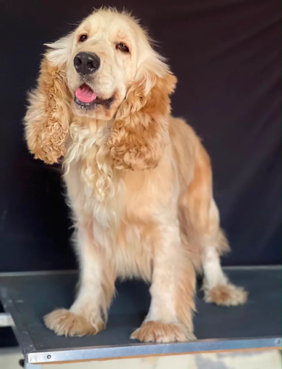 Cocker spaniel adultos