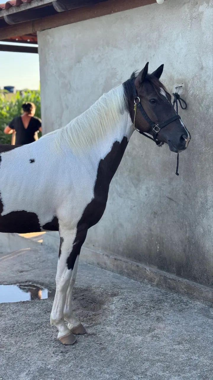 Potro Com documento Paint Horse - Foto 3