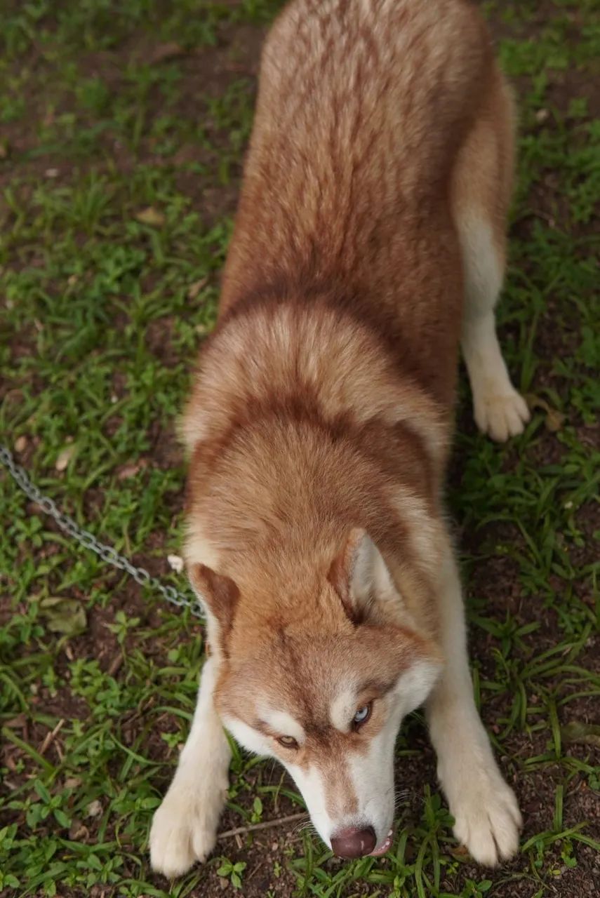 Huskys Siberianos - Foto 2
