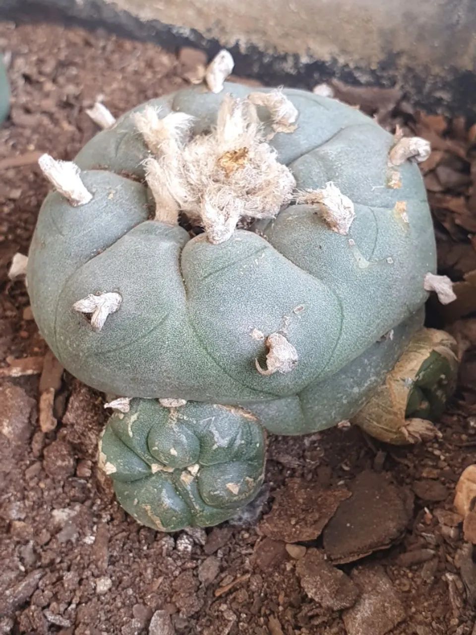 Lophophora williamsii Com 3 Brotos Pote Nº 5 - Foto 2