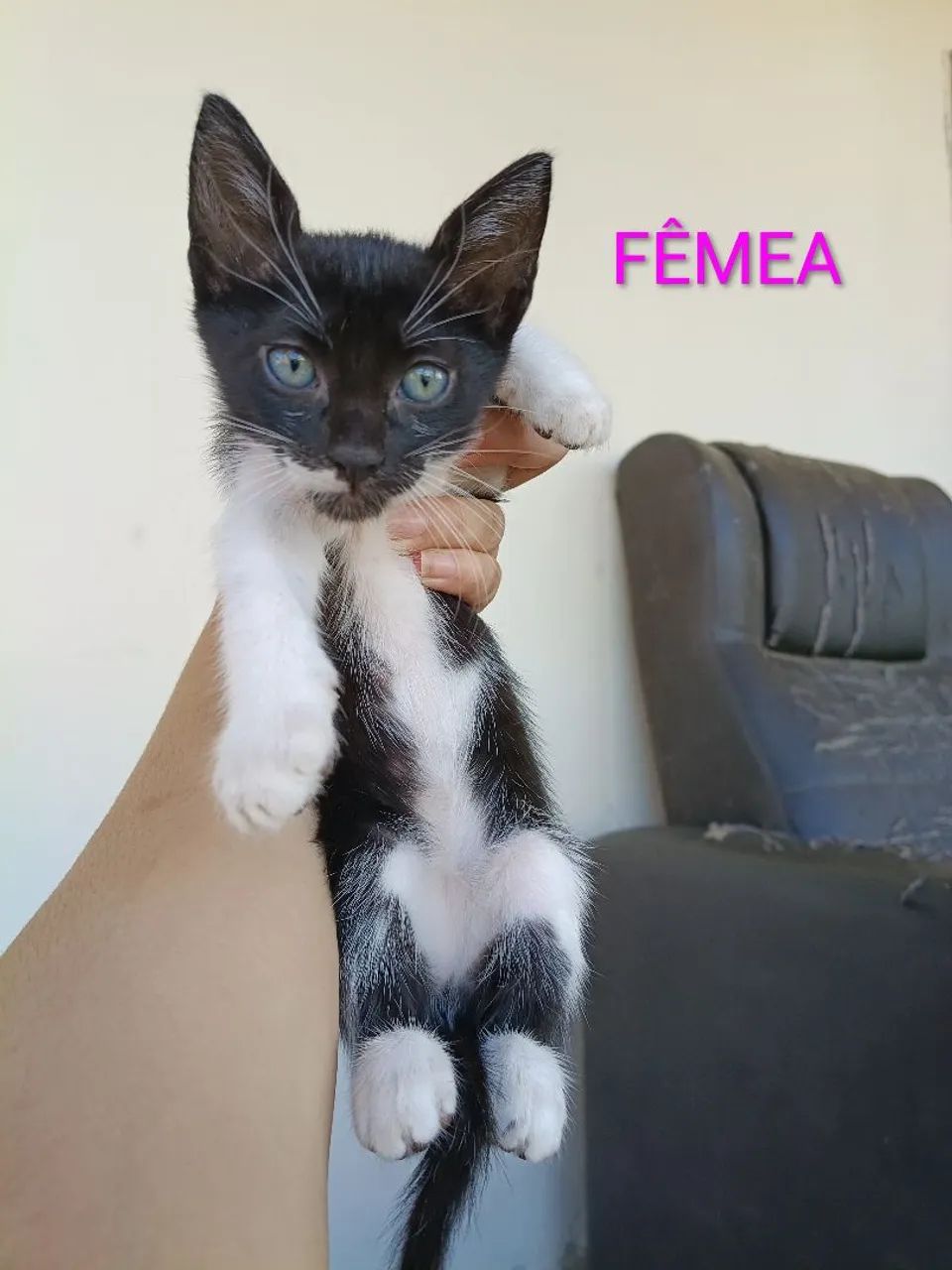 Doação de gatinhos 