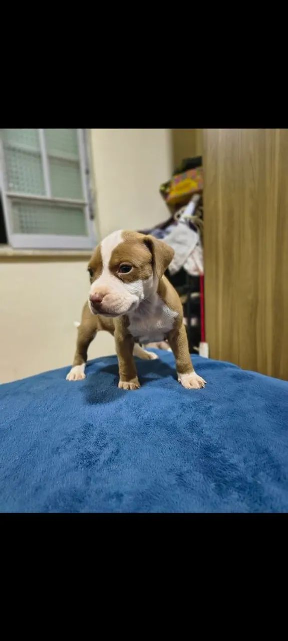 Filhotes de Pit bull - Foto 3