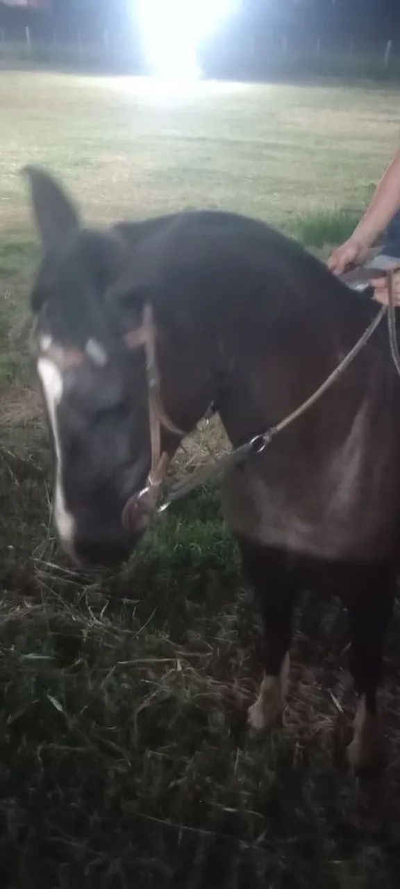 Cavalo crioulo puro 