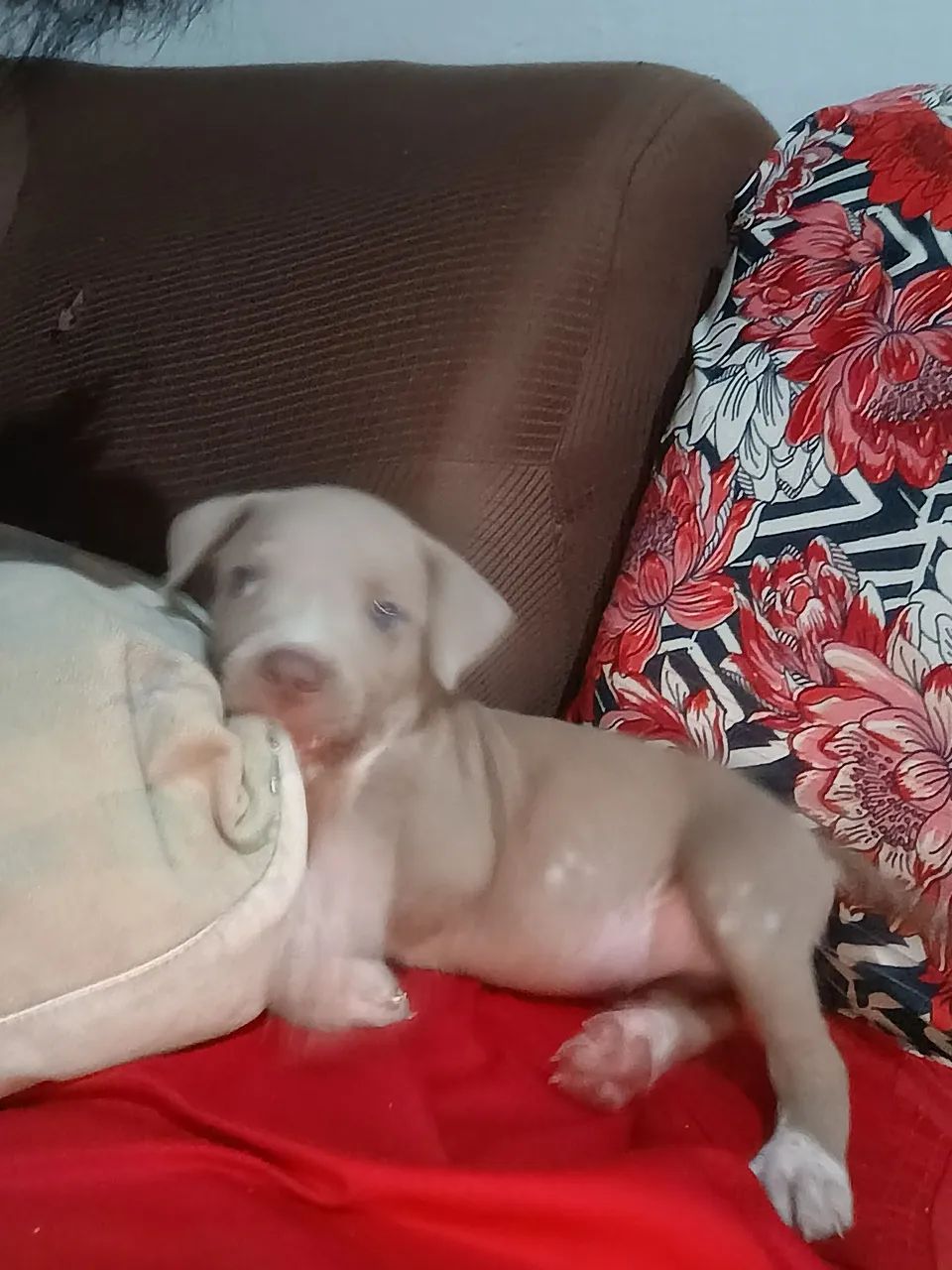 filhotes Pitbull 