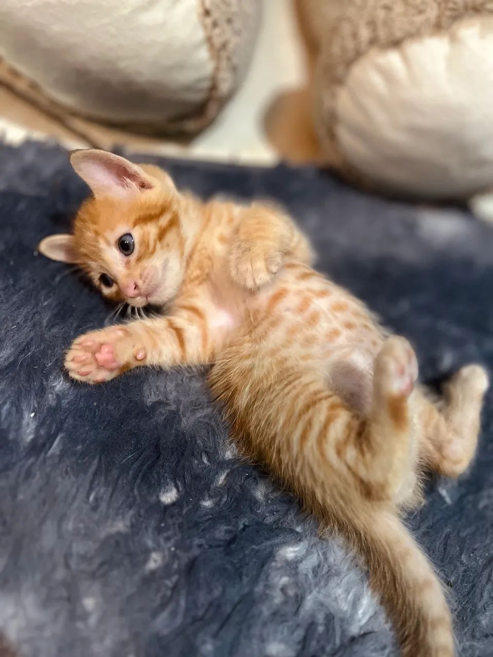 Doação de gatinho macho laranja  - Foto 3