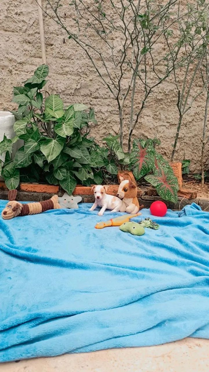 Pinscher n° 0. - Foto 4
