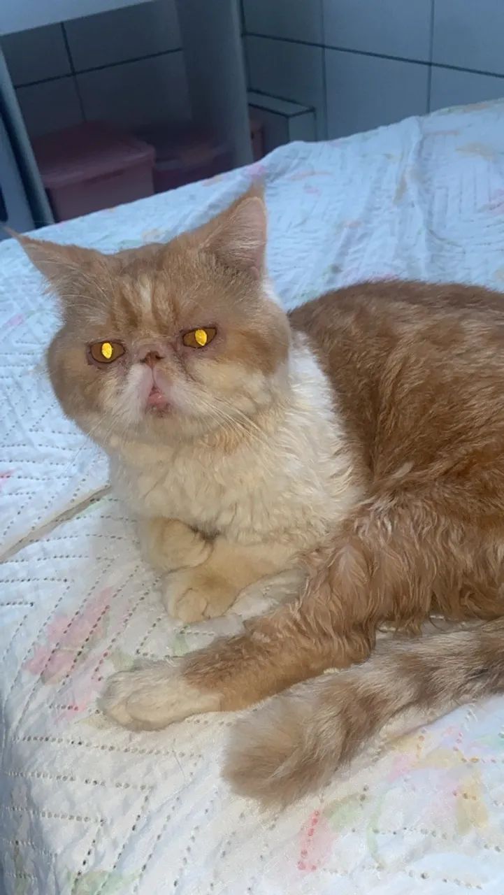 Gato Persa Macho