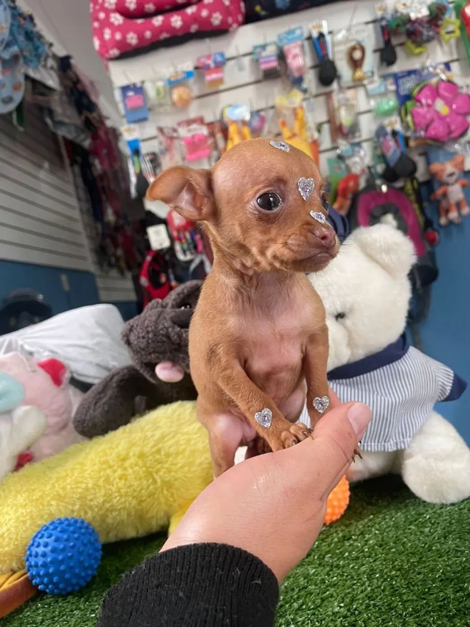 Pinscher miniatura 